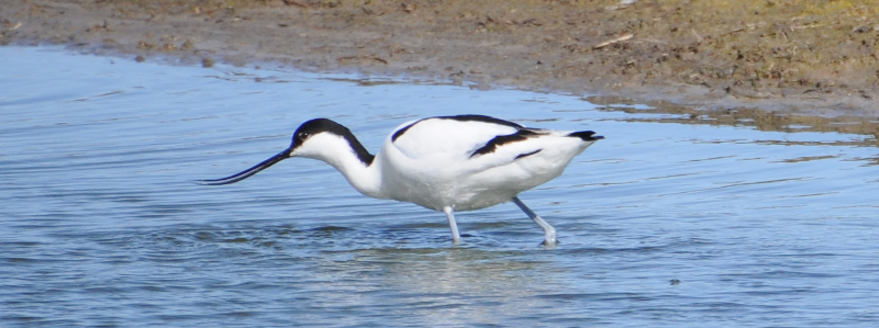 Avocet from the South hide.
