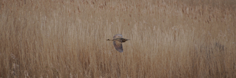 Here's a more traditional shot of a single Bittern.