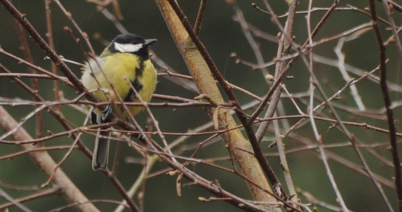 This slightly better lit Great Tit is a tonic.