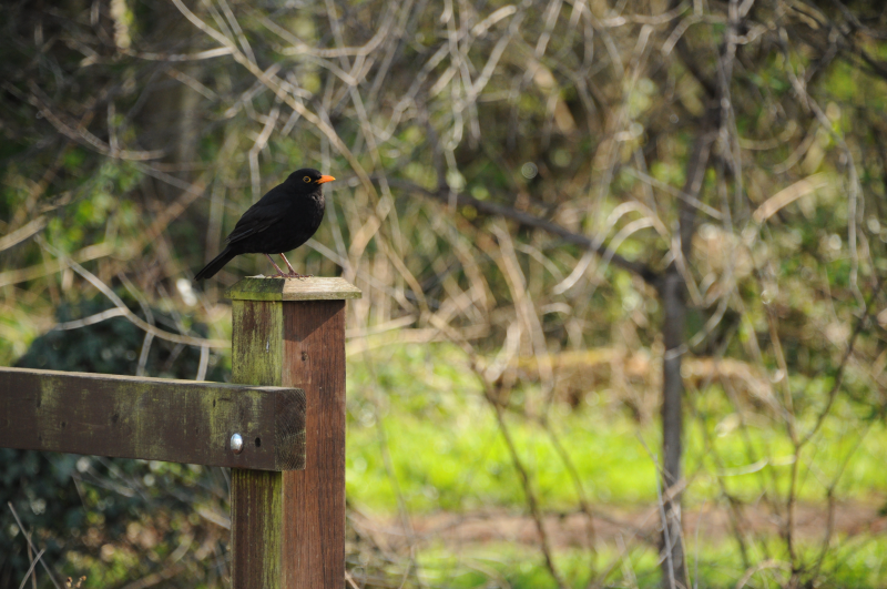 And this handsome Blackbird.