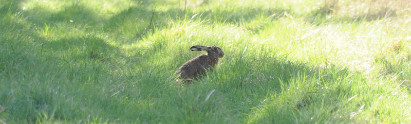 This hare makes things look almost Springy.