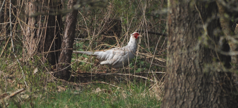 This leucistic Pheasant was easier to pick out.