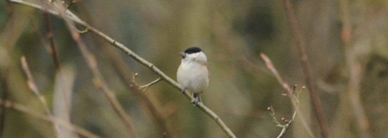 A blurry Marsh Tit. Light conditions were mixed...