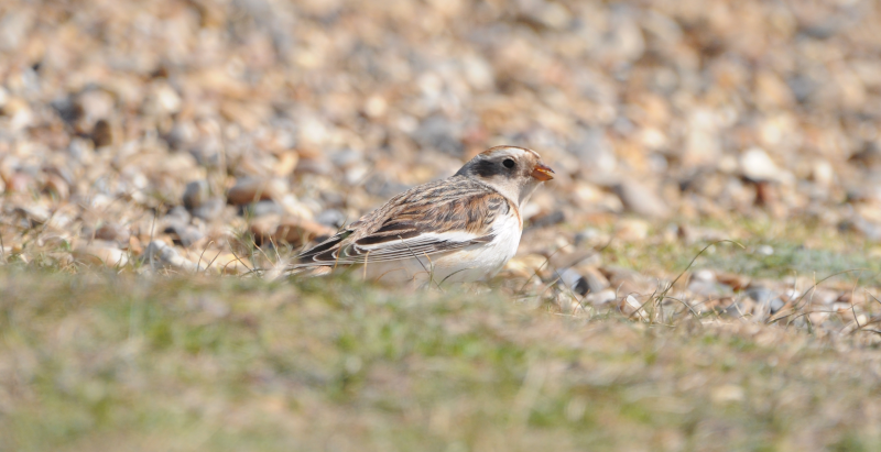 A very friendly Snow Bunting.