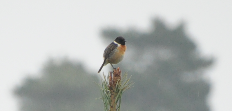 Stonechat in the drizzle.