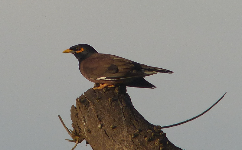 Beady-eyed Bank Myna.