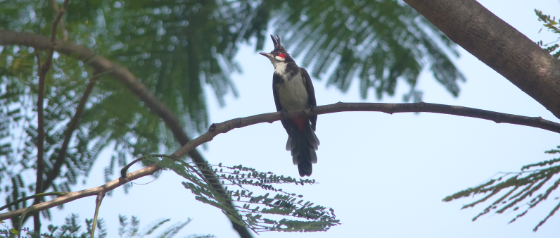 Imagine this being one of your default birds. What a treat.