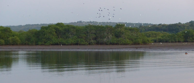 A busy heronry in the Talpona estuary