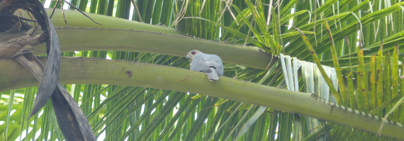 How dare you enter my small palm plantation?