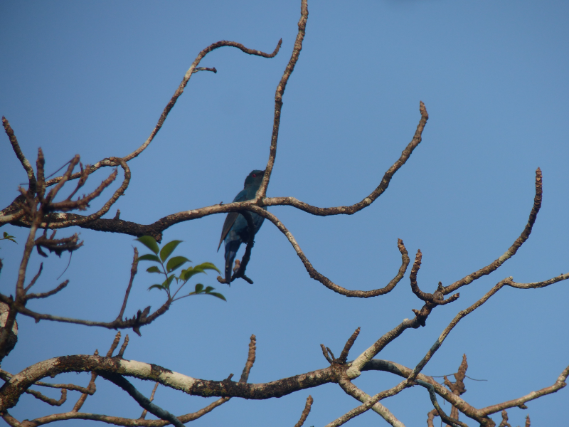 Bird of the day. This is a female; the males were even harder to 
    photograph