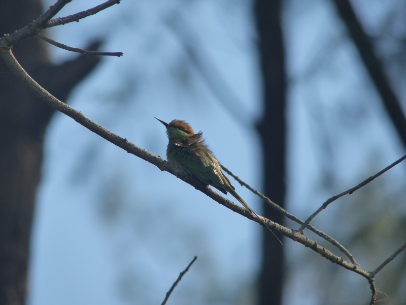 A fluffy bee-eater.