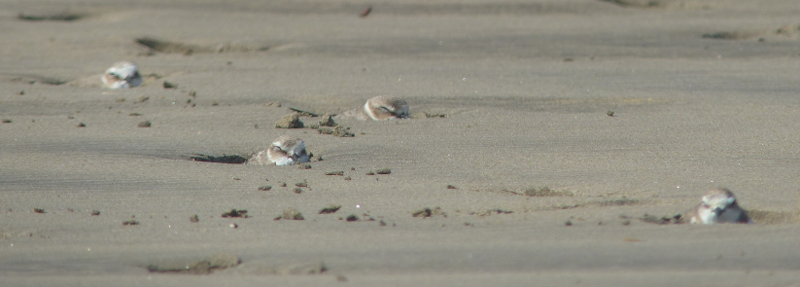 Sand Plovers hiding in our footprints