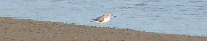 Definitely Terek Sandpiper. Look at that bill. And those legs.