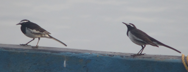 Not shown: just how much bigger these are than Pied Wagtail.