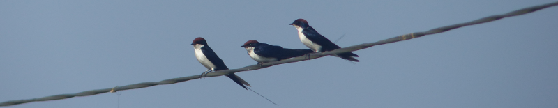 Wire tailed swallows. On a wire.