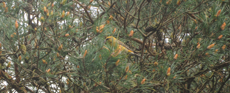 A Crossbill in its natural environment.