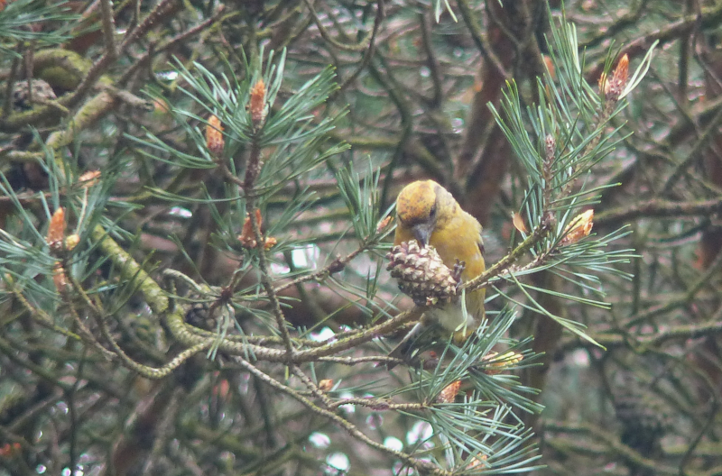 A Crossbill nomming on a pine cone.