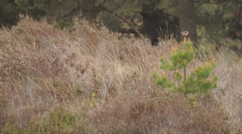 Even the Stonechats were distant and blurry.