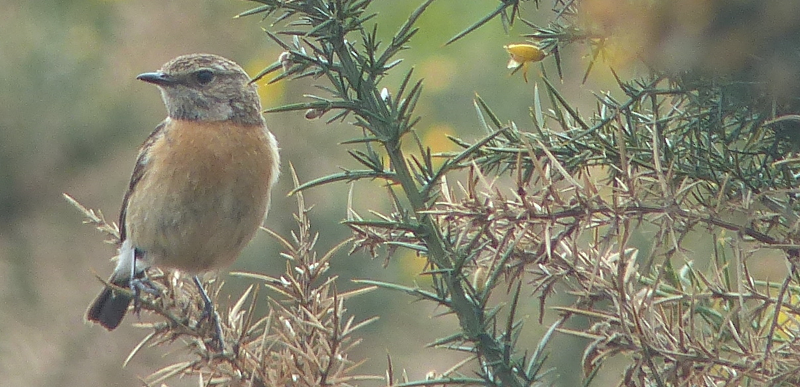 This is female Stonechat, we think.
