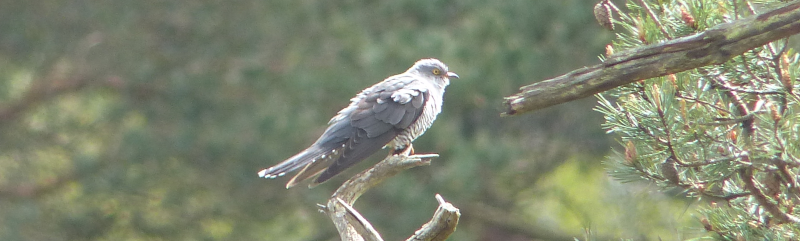 This one is just after the 'koo' of Cuckoo.