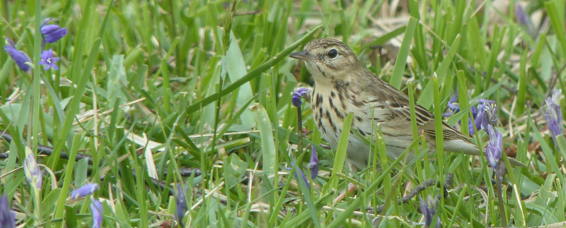 Ridiculously confiding Tree Pipit.