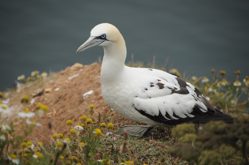 Gannets are fabulous.