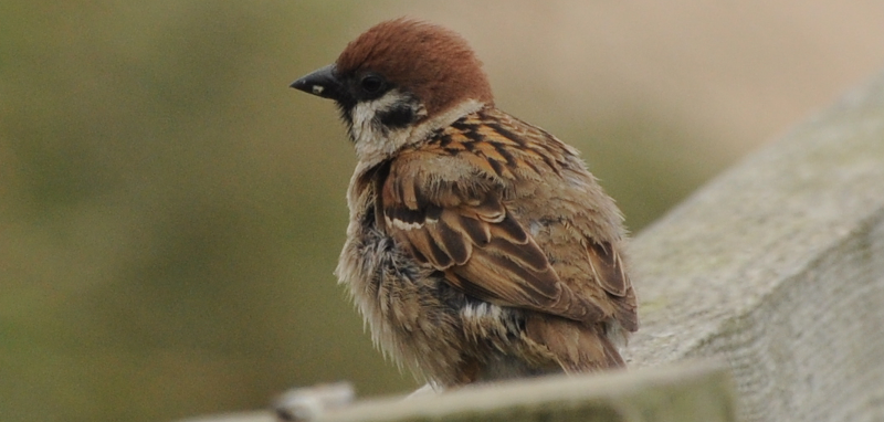 Love that warm brown cap of a Tree Sparrow.