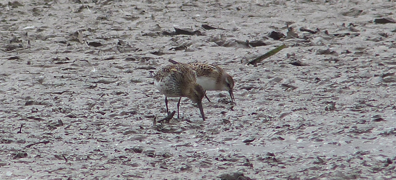 A nice size comparison between Little Stint and Dunlin.