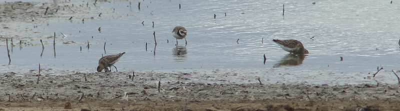 Little Stint, Ringed Plover and Dunlin here.