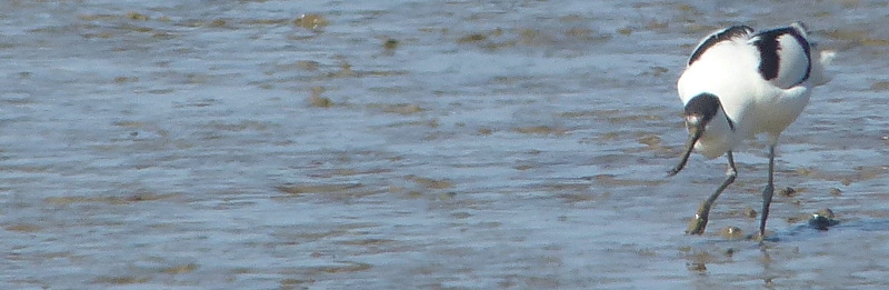 Avocet poking about