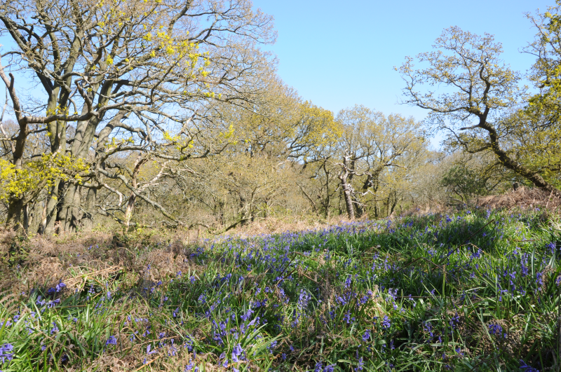 Bluebell woods