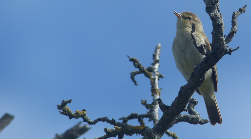 A not-so distant Chiffchaff from the dry-run, having a sing