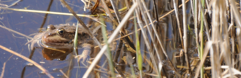 This is a Marsh Frog, we think