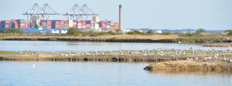 Here come the gulls