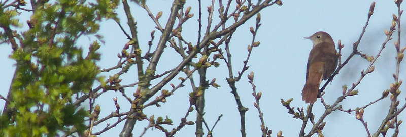 This is the bird we saw on the dry-run; views on this trip were
         closer but briefer