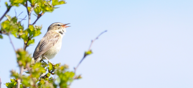 Sedge Warbler having a sing