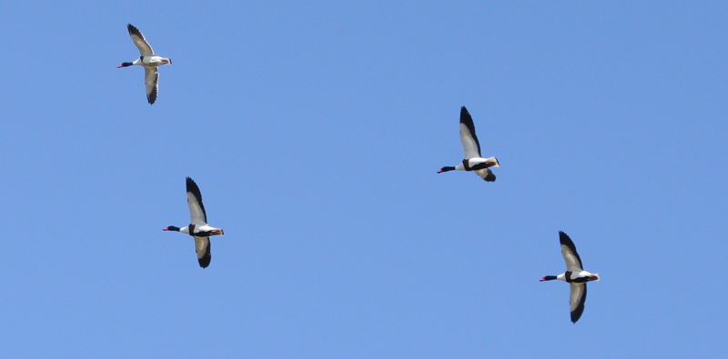 Shelduck in flight