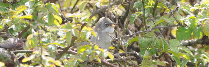 Common Whitethroat having a squawk