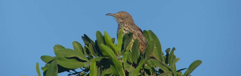 Gray Thrasher - another endemic.