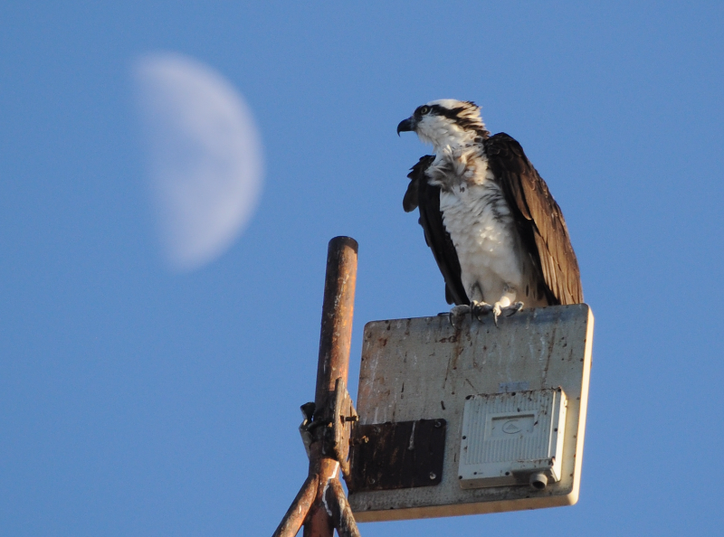 Osprey and Moon.