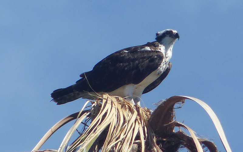 This Osprey just sat at the top of this palm yelling at any other 
Osprey that flew upriver.