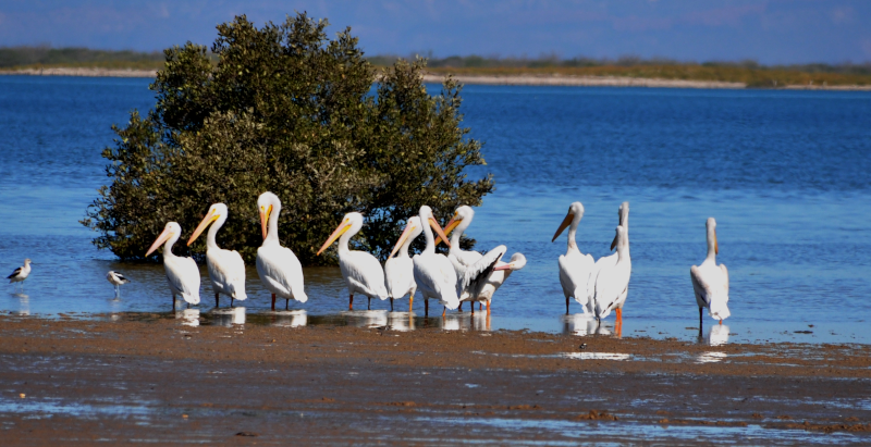Pelicans on the shore.