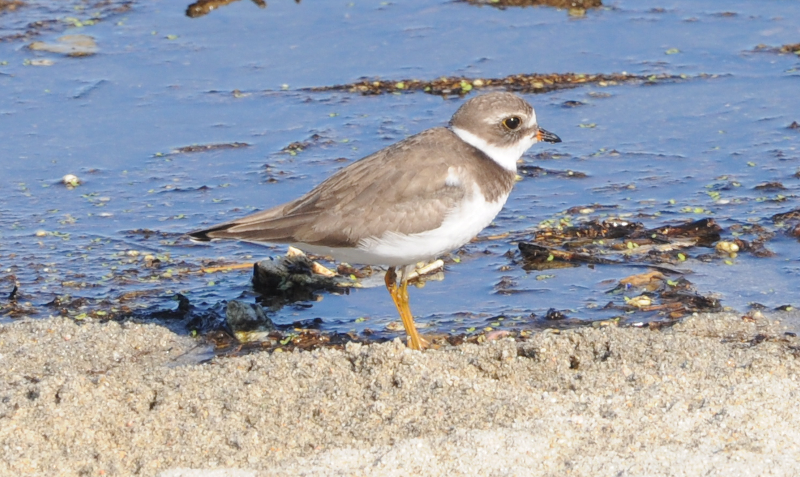 Piping Plover.