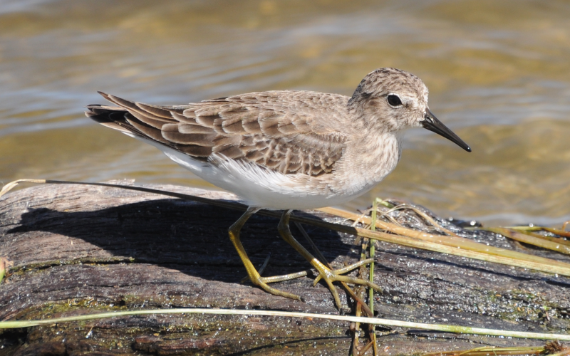 Jawdroppingly tame Sandpiper (Least?)