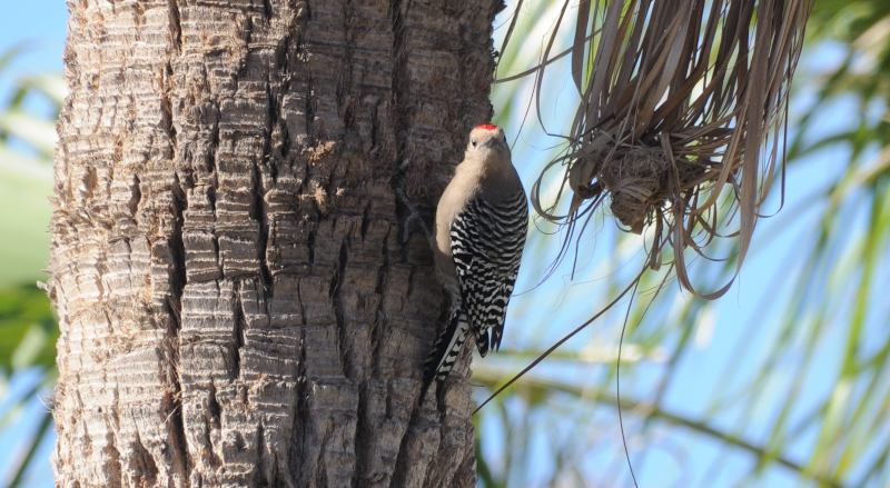 Gila Woodpecker notices it's being watched.