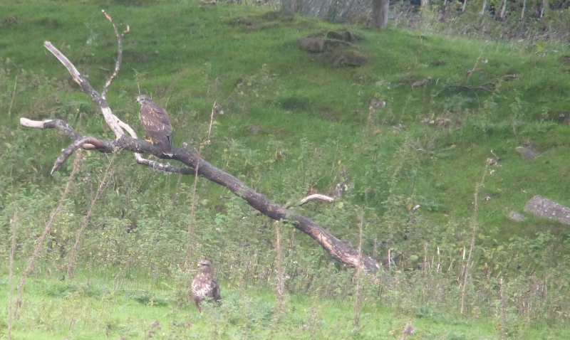 Two of Celyn Farm's backyard Buzzards.