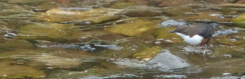 There was a Grey Wagtail as well, but the shot with both of them
         in is sadly rubbish.