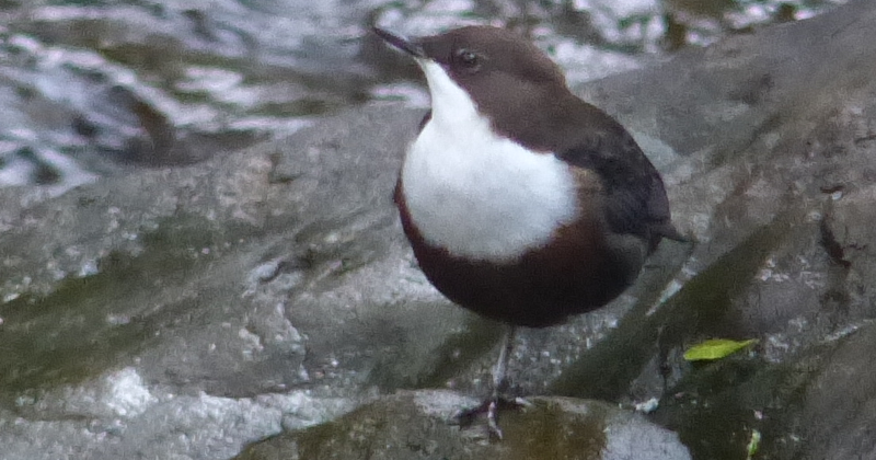 Close-up Dipper.