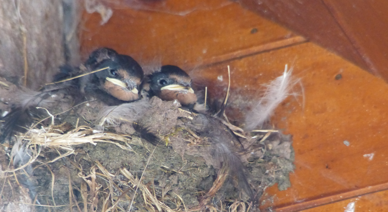 Celyn Farm's resident swallow nest.