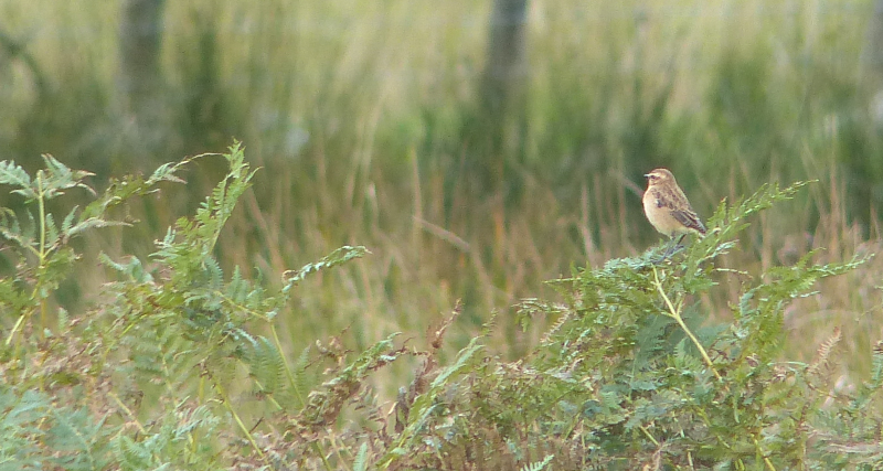 This was as good as we got. Whinchats are impossible.